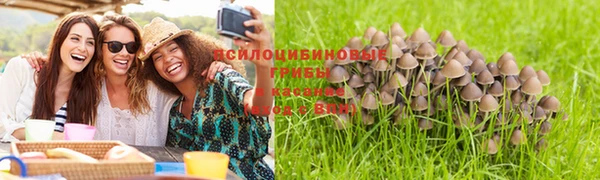 прущие грибы Богданович