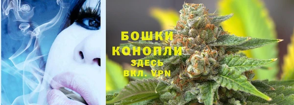 прущие грибы Богданович